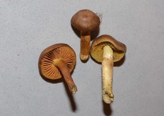 Cortinarius thiersii