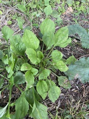 Plantago