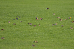 Carduelis carduelis britannica