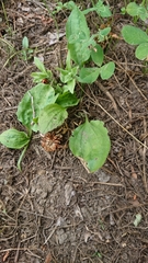 Plantago asiatica