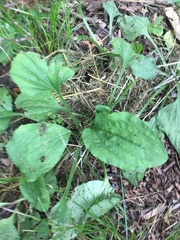 Plantago asiatica