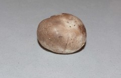 Handkea fumosa