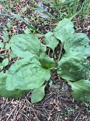 Plantago asiatica