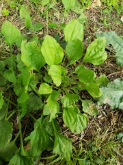 Plantago