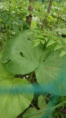 Petasites japonicus
