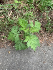 Artemisia princeps