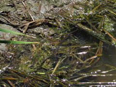 Nerodia clarkii clarkii