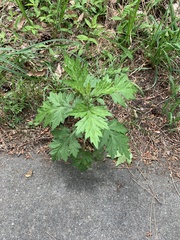 Artemisia princeps