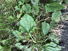 Plantago
