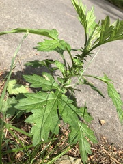 Artemisia princeps