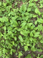 Plantago asiatica