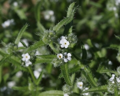 Cryptantha clevelandii