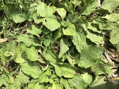 Plantago asiatica