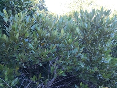 Cryptocarya triplinervis