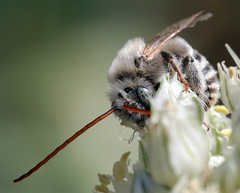 Melissodes tristis