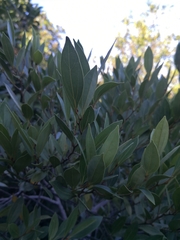 Cryptocarya triplinervis