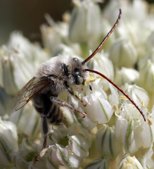 Melissodes tristis