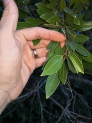 Cryptocarya triplinervis