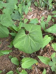 Petasites japonicus