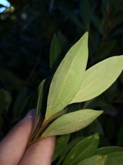 Cryptocarya triplinervis