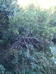 Cryptocarya triplinervis