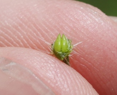 Cryptantha clevelandii