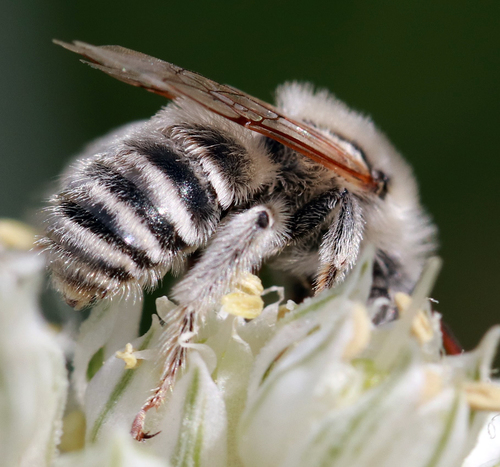 Dark-faced Long-horned Bee