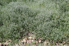 Cryptantha clevelandii