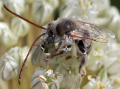 Melissodes tristis