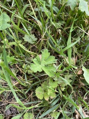 Geranium thunbergii
