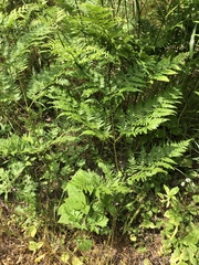 Pteridium
