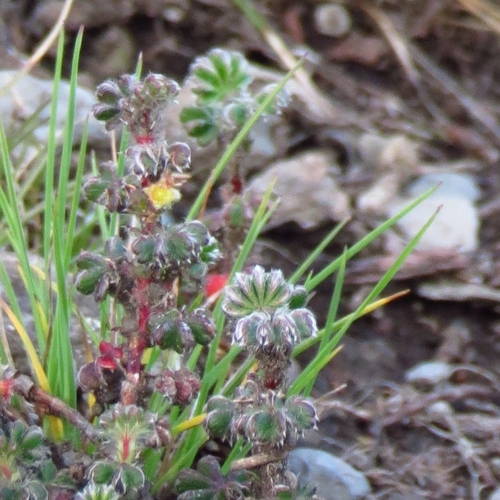 Alchemilla johnstonii