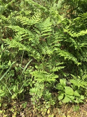 Pteridium