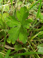 Geranium thunbergii
