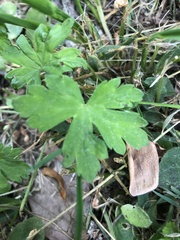 Geranium thunbergii