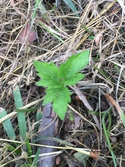Geranium thunbergii