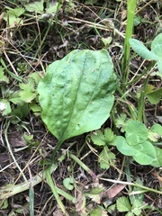 Plantago asiatica