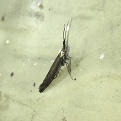 Coleophora mayrella