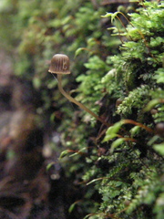 Mycena mamaku