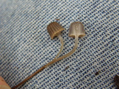 Mycena mamaku