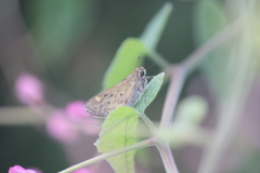 Hylephila phyleus