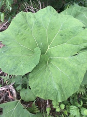 Petasites japonicus