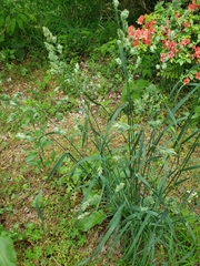 Dactylis glomerata