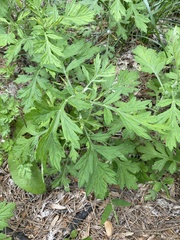Artemisia princeps