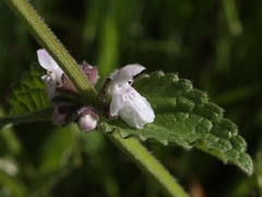 Stachys rigida quercetorum