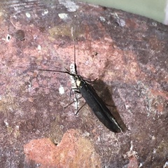 Coleophora mayrella