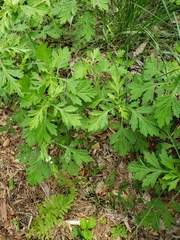 Artemisia