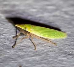 Draeculacephala balli