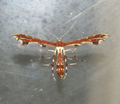 Geina tenuidactylus