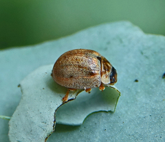 Paropsisterna m-fuscum